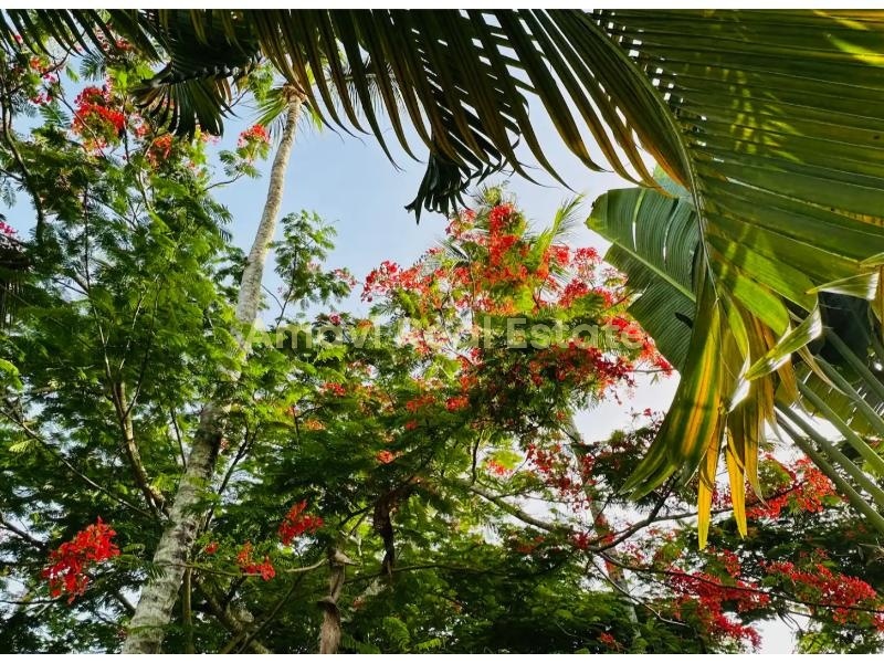 Las Terrenas, La Ceiba, 4 Bedrooms Bedrooms, ,4 BathroomsBathrooms,Villa,For Sale,1164