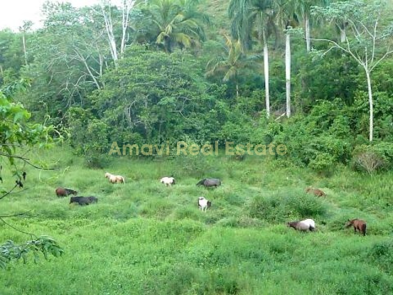 Las Terrenas, los puentes, 0 , 0 ,0,Land,For Sale,0,1314