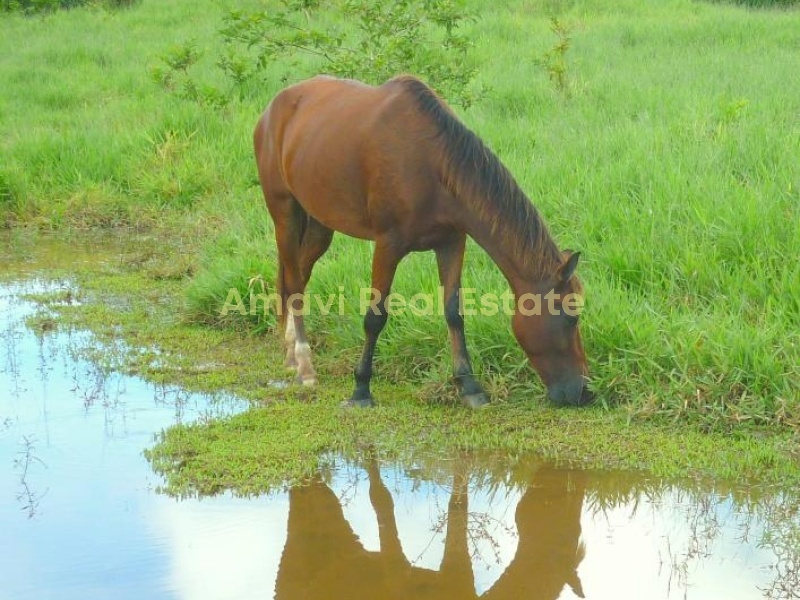 Las Terrenas, los puentes, 0 , 0 ,0,Land,For Sale,0,1314