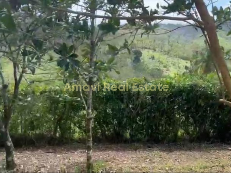 Las Terrenas, Los Naranjitos, 5 Bedrooms Bedrooms, ,4 BathroomsBathrooms,Villa,For Sale,1063